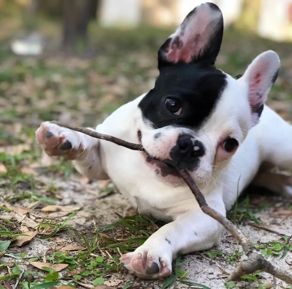 French Bulldog puppy lying down on the ground with stick in its mouth