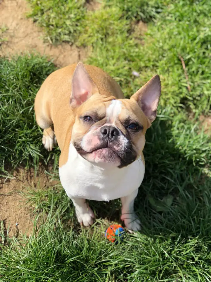 French Bulldog looking up under the sun