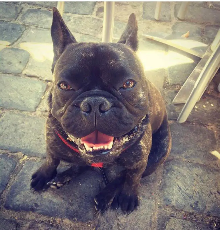French Bulldog sitting on the pavement while smiling