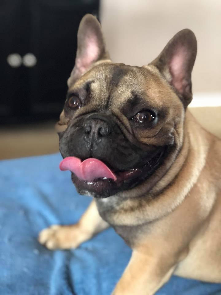 French Bulldog sitting on its bed with its tongue out