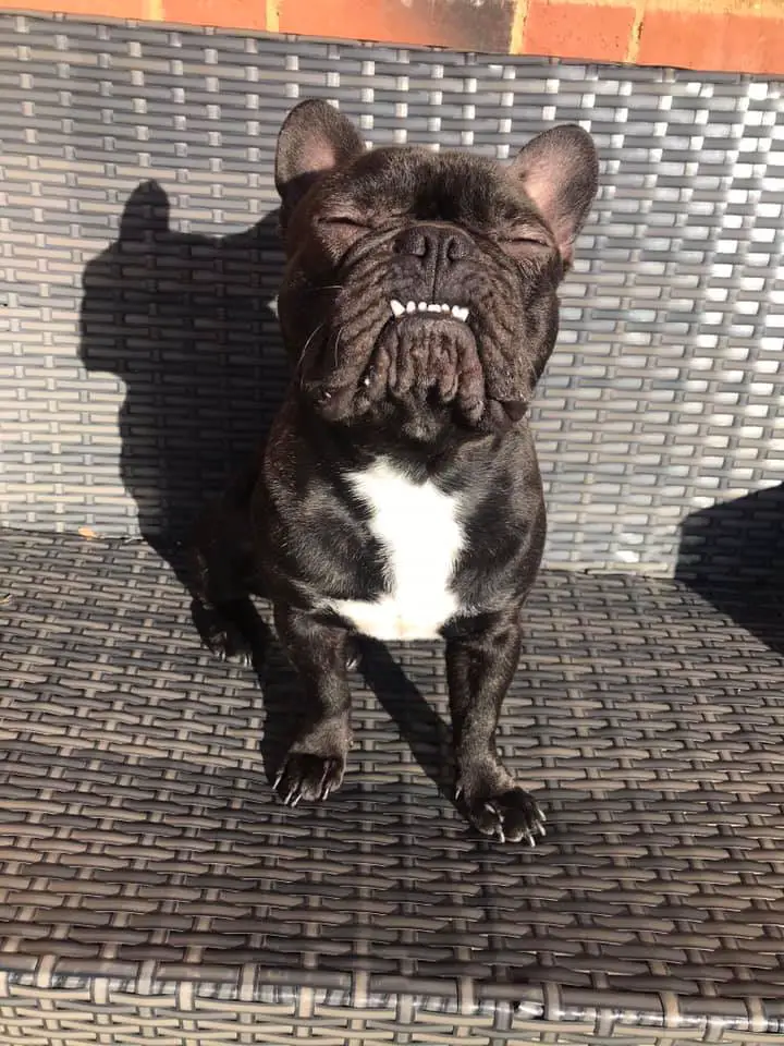 French Bulldog sitting on top of the chair sunbathing with its eyes closed