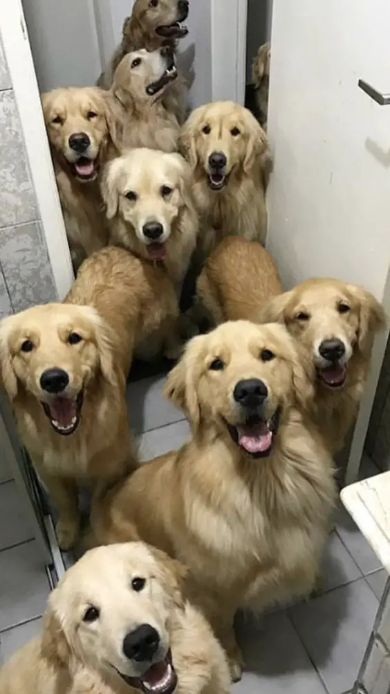 nine Golden Retrievers sitting on the floor smiling while looking up