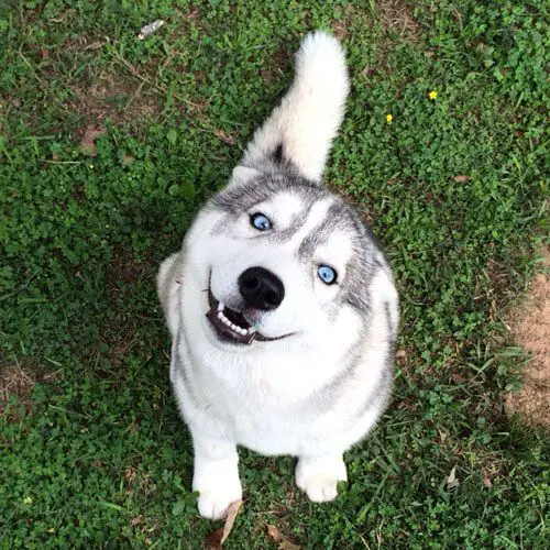 A Husky sitting in the grass with its sweet smiling face