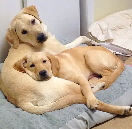 Labrador Retriever cuddled with each other in their bed