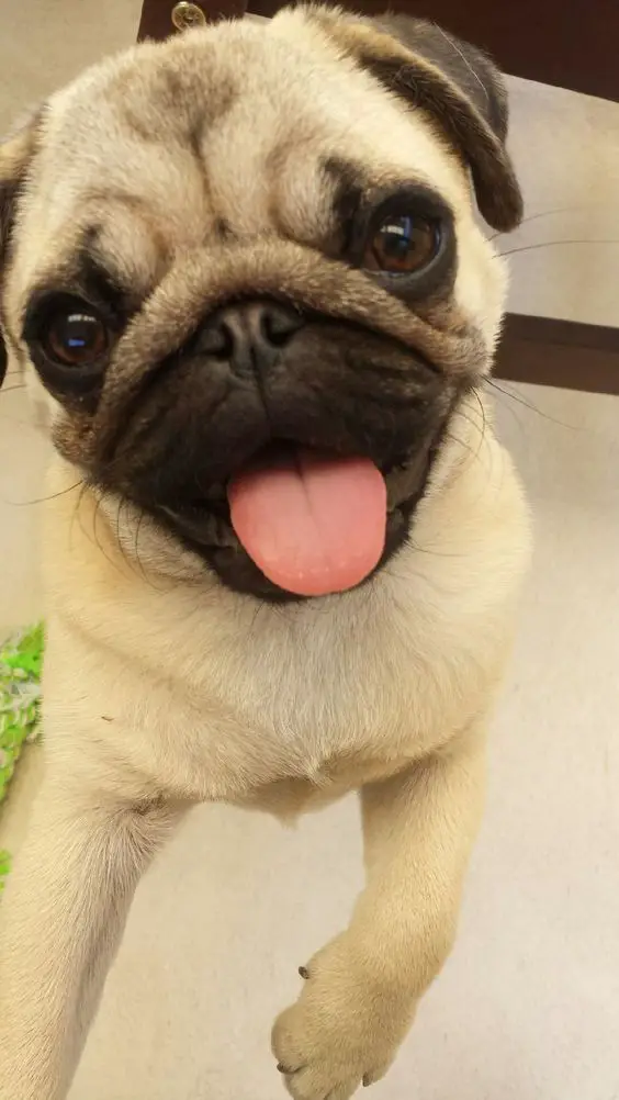 A Pug standing up with its tongue out