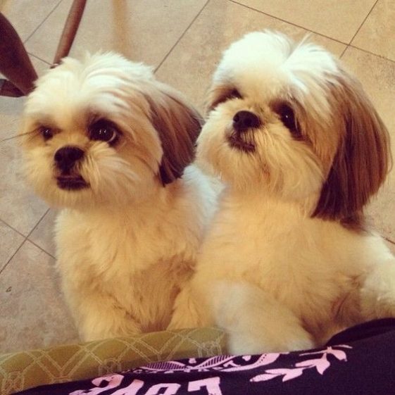 two cute shih tzus begging