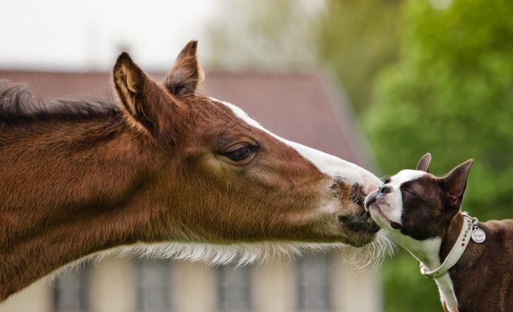 A horse leaning towards the cheek of a Boston Terrier standing in front of him