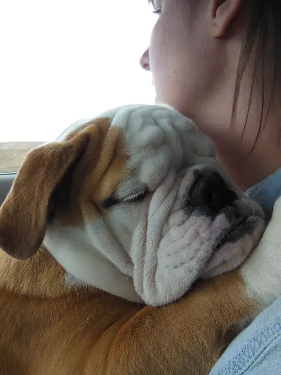 English Bulldog on a girls shoulder sleeping