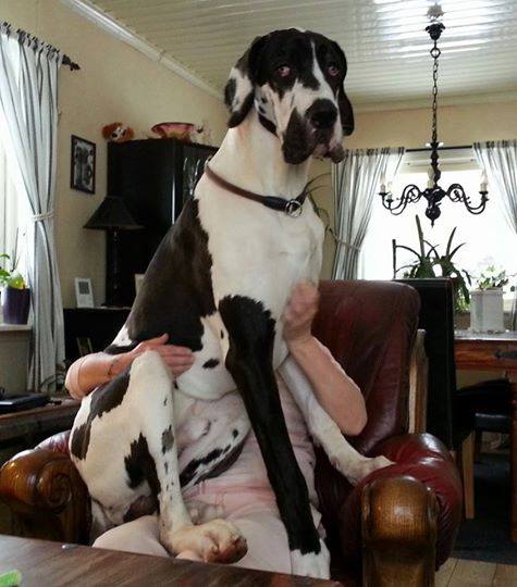 A Great Dane sitting on top of the person sitting on the chair