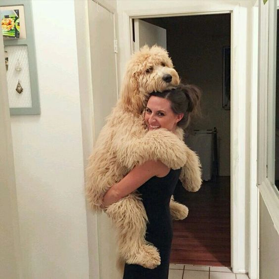 a girl carrying a Goldendoodle dog