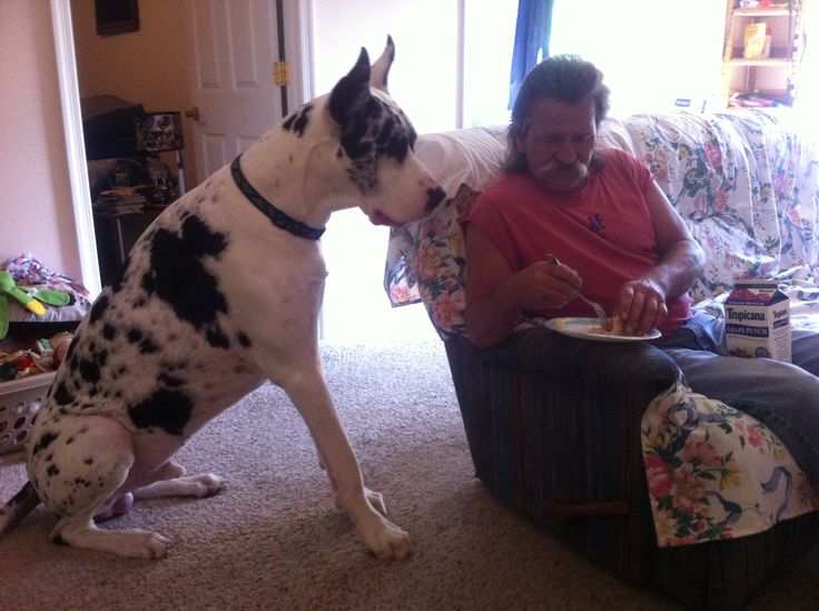 A Great Dane sitting on the floor while staring at the food on the plate of a man sitting on the couch