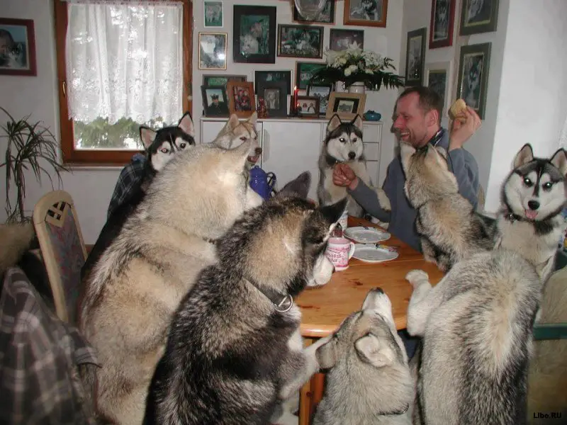A pack of Huskies at the table with their owner