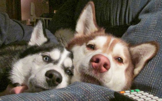 two Husky snuggled up in bed