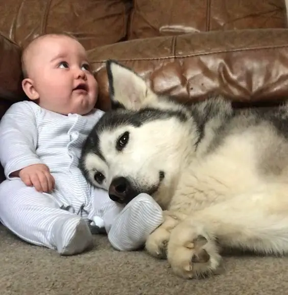 A baby sitting on the floor with the head of the Husky lying on her lap