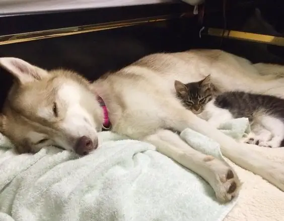 A Husky sleeping on the bed with a cat leaning on her tummy