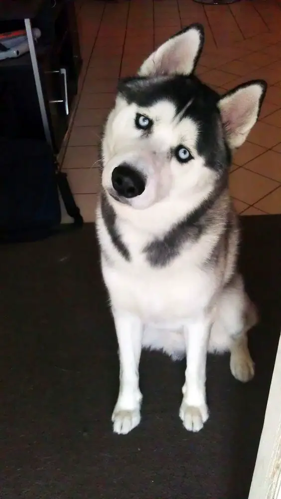 Husky sitting on the floor while tilting its head