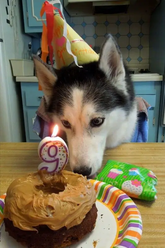 A Husky sitting at the table wearing its birthday hat and staring at its birthday cake