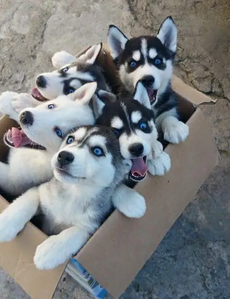 five Husky puppies inside a cardboard box standing up excitedly