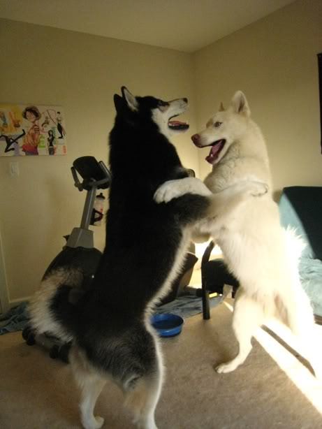 two Huskies standing up leaning against each other while playing
