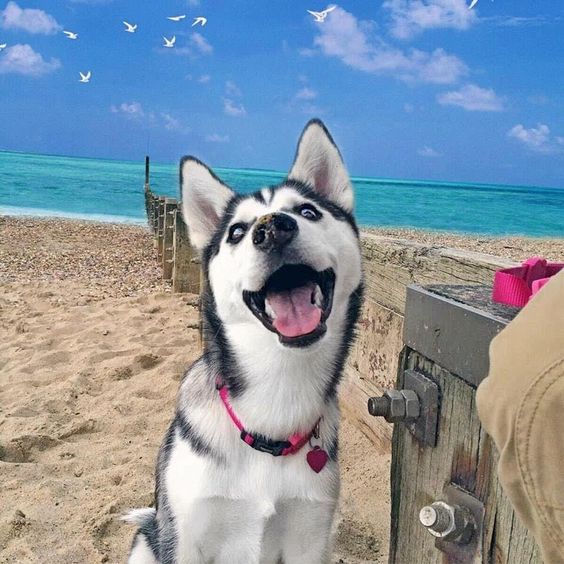 Husky sitting in the sand while smiling