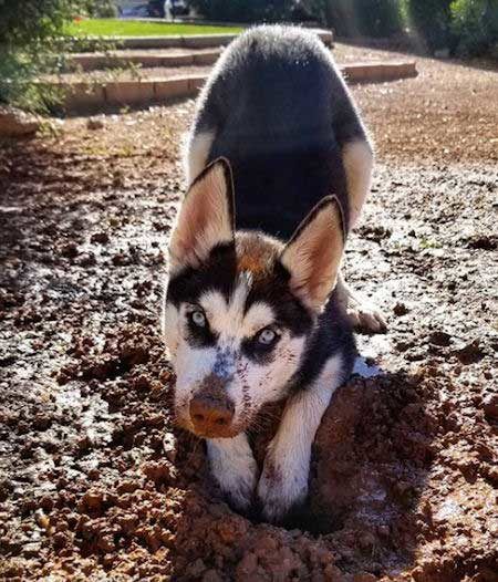 A Husky digging dirt in the garden