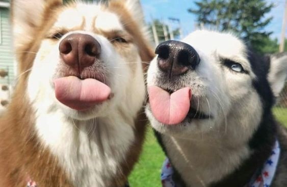 two Huskies sticking their tongues out
