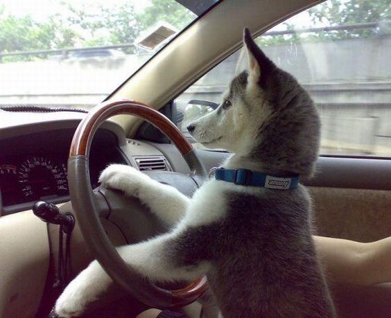 Husky puppy on the driver's seat with his hands on the steering wheel that made him look like he's driving
