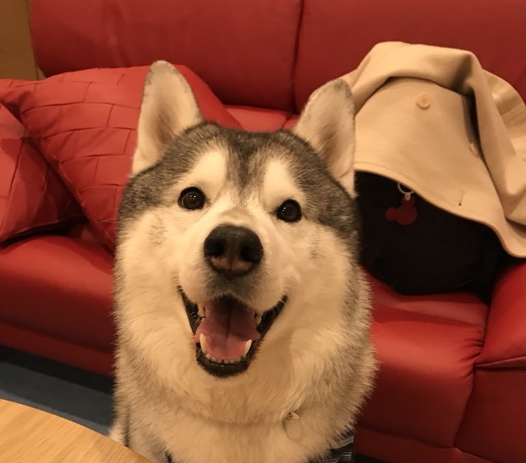 Husky sitting on the floor in front of the couch while smiling
