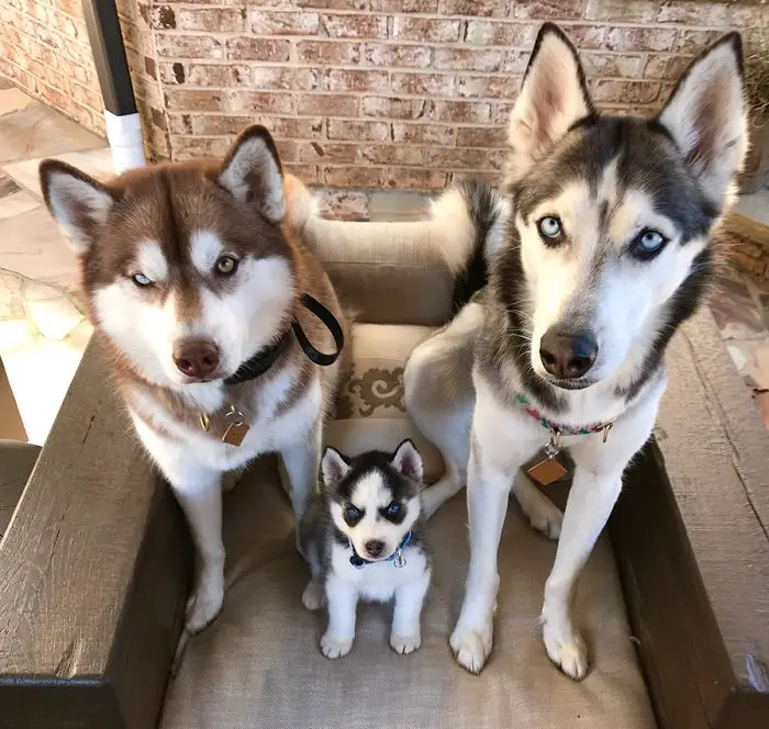 Parent Huskies with their puppy sitting in between them with their furious faces