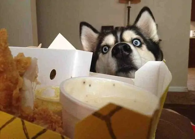 Husky smelling the food on the table