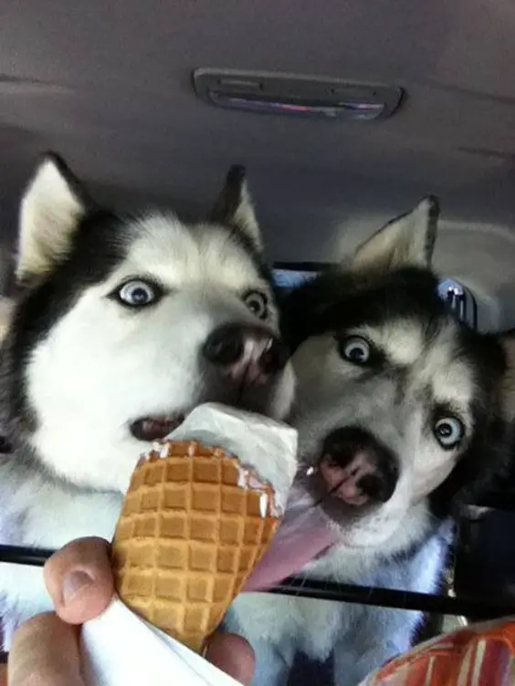 two Huskies licking an ice cream inside the car