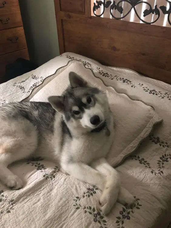 Husky lying on the bed with its hands crossed