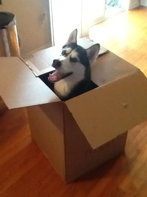 Husky inside the carboard box