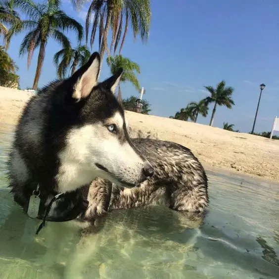 Husky standing in the water at the beach