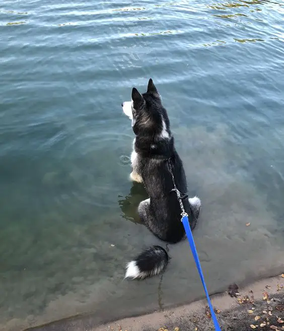 A Husky sitting in the water