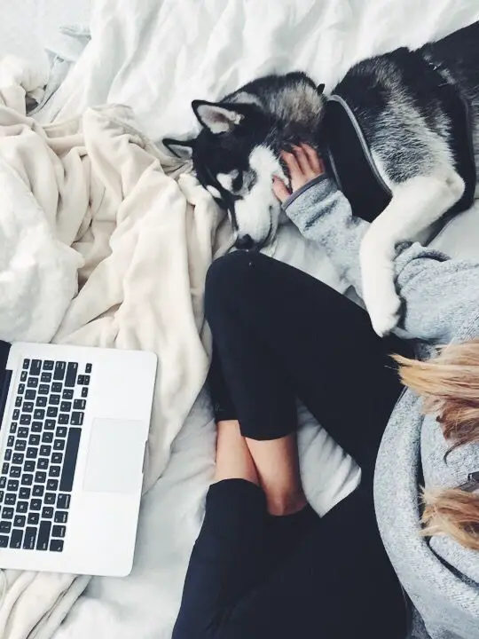 a woman sitting on the bed in front a lap top while petting her Husky lying next to her