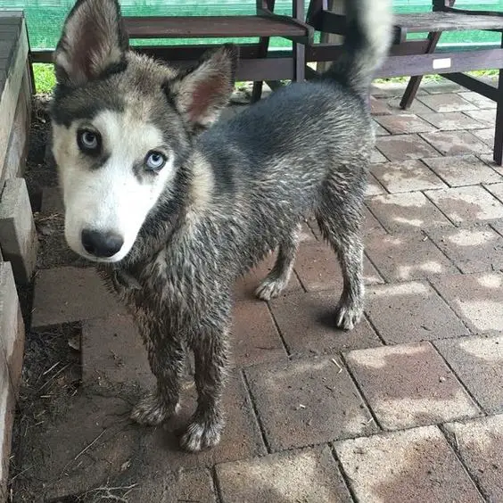 Husky with its body dirty with mud