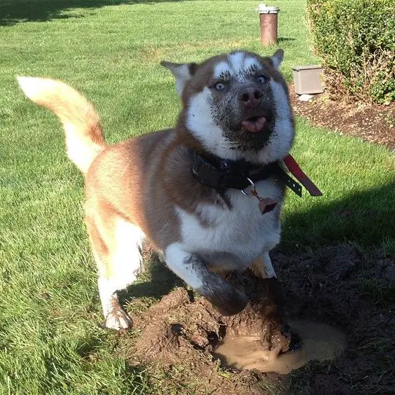 Husky digging a hole in the yard with its face and feet are smudged with mud.