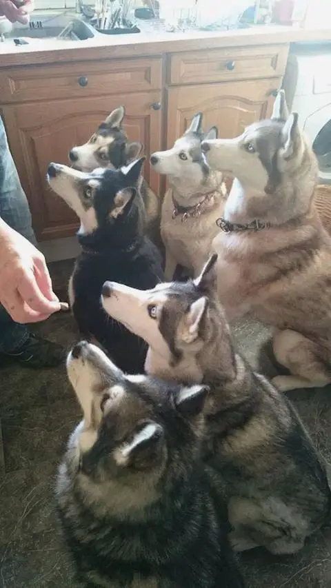 six Huskies sitting on the floor looking up at their human with their begging face waiting for their treats