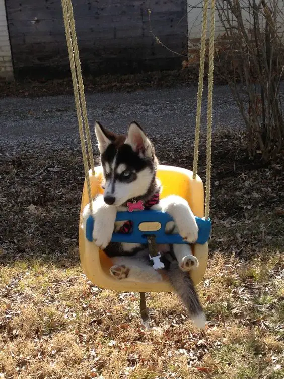 Husky puppy on a swing at the park