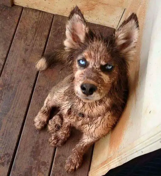 Husky with mud all over its face and body while sitting on the wooden floor