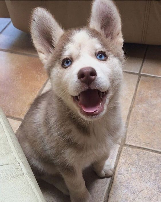 a happy brown and white Husky puppy sitting on the floor