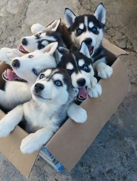 five Husky puppies inside a cardboard box