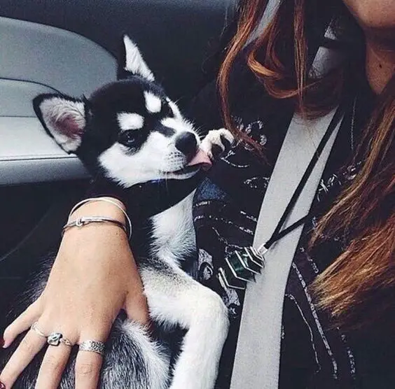 Husky puppy in the arms of a woman sitting inside the car