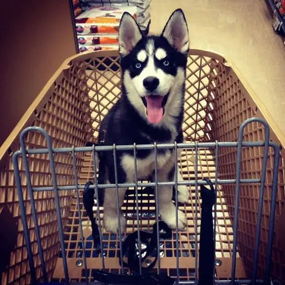 Husky sitting in the shopping push cart