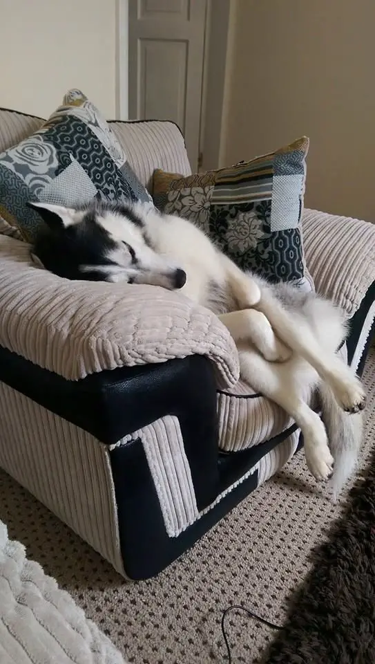 Husky sleeping soundly on the chair while sitting