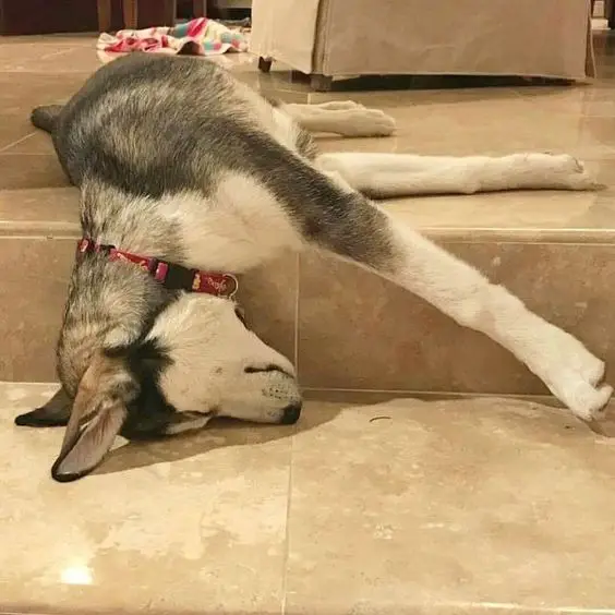 Husky sleeping on the floor with its head falling to the stairs