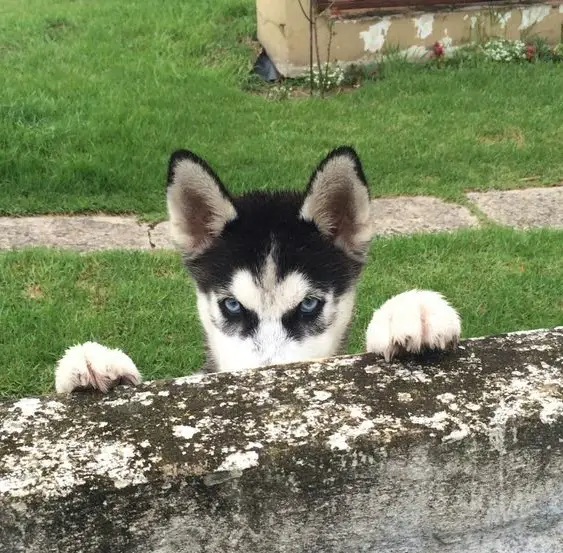 Husky puppy peeking from behind the concrete fence
