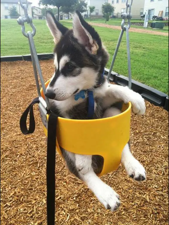 Husky puppy in swing at the park
