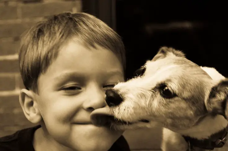 Jack Russell licking the lips of a child